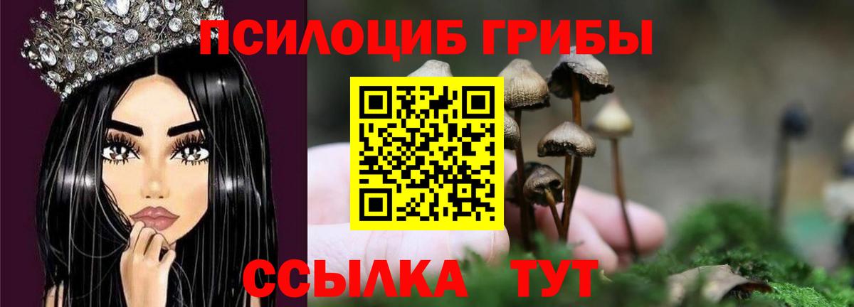 Псилоцибиновые грибы Cubensis Салехард